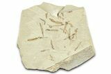 Crane Fly (Tipulidae) Mortality Plate - Green River Formation #360072-1